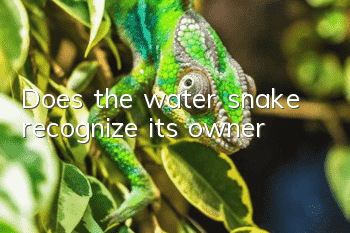 Does the water snake recognize its owner?