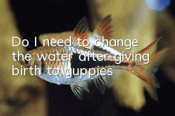 Do I need to change the water after giving birth to guppies?