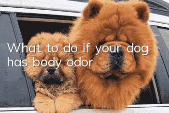 What to do if your dog has body odor