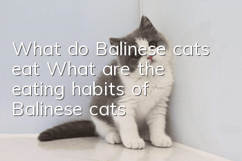 What do Balinese cats eat? What are the eating habits of Balinese cats?