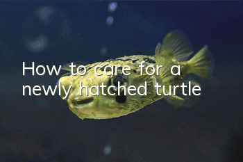 How to care for a newly hatched turtle