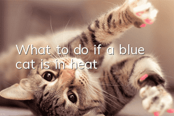 What to do if a blue cat is in heat