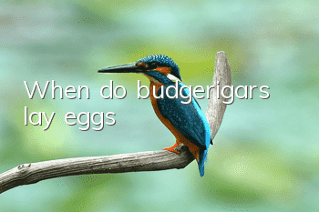 When do budgerigars lay eggs?