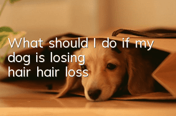 What should I do if my dog ​​is losing hair (hair loss)?