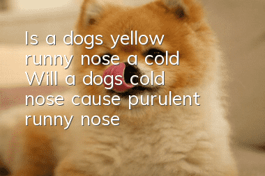 Is a dog's yellow runny nose a cold? Will a dog's cold nose cause purulent runny nose?