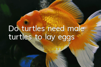 Do turtles need male turtles to lay eggs?