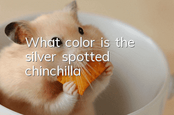 What color is the silver spotted chinchilla?