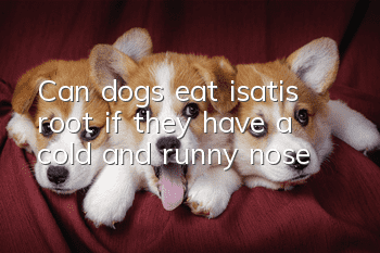 Can dogs eat isatis root if they have a cold and runny nose?