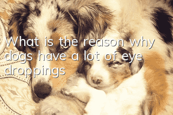 What is the reason why dogs have a lot of eye droppings?