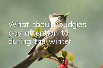 What should budgies pay attention to during the winter?