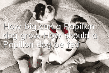 How big can a Papillon dog grow? How should a Papillon dog be fed?