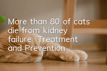 More than 80% of cats die from kidney failure | Treatment and Prevention