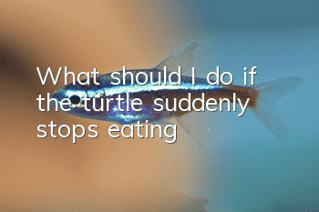 What should I do if the turtle suddenly stops eating?