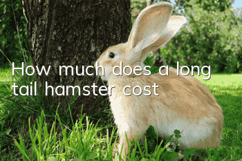 How much does a long tail hamster cost?