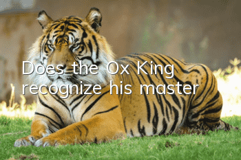 Does the Ox King recognize his master?