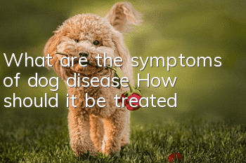 What are the symptoms of dog disease? How should it be treated?