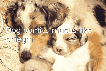 Dog vomits mucus like phlegm