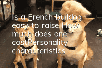 Is a French bulldog easy to raise? How much does one cost_Personality characteristics