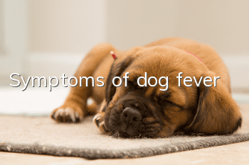 Symptoms of dog fever