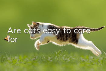 Are cats easy to care for?