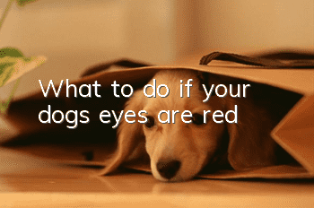 What to do if your dog’s eyes are red