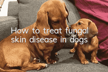 How to treat fungal skin disease in dogs?