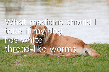 What medicine should I take if my dog ​​has white thread-like worms?