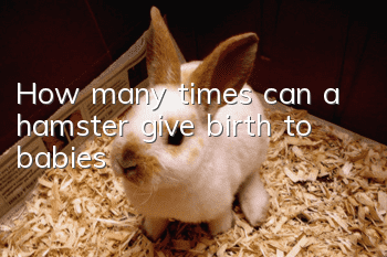 How many times can a hamster give birth to babies?