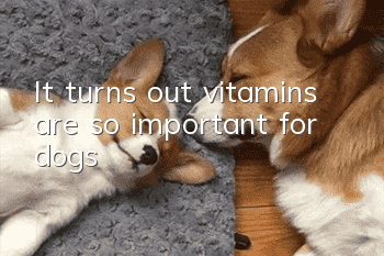 It turns out vitamins are so important for dogs