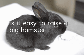 Is it easy to raise a big hamster?