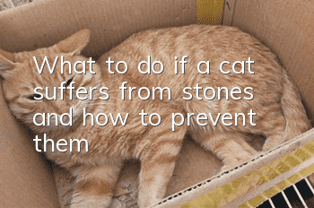 What to do if a cat suffers from stones and how to prevent them