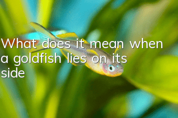 What does it mean when a goldfish lies on its side?