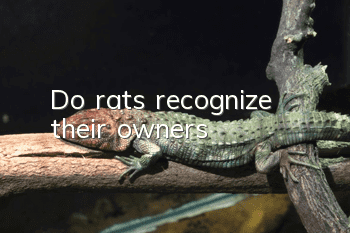 Do rats recognize their owners?