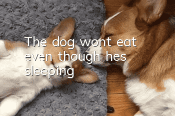 The dog won’t eat even though he’s sleeping