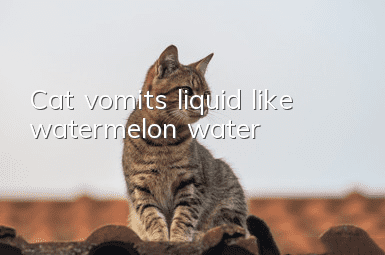 Cat vomits liquid like watermelon water