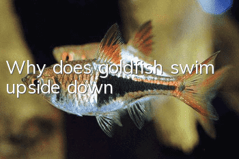 Why does goldfish swim upside down?