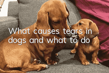 What causes tears in dogs and what to do