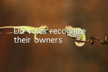 Do voles recognize their owners?