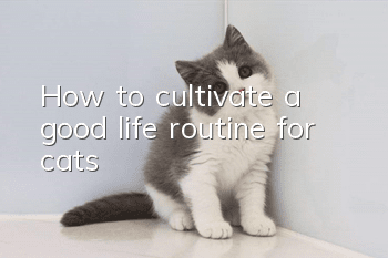 How to cultivate a good life routine for cats