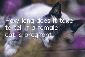 How long does it take to tell if a female cat is pregnant?