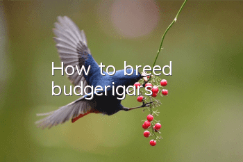 How to breed budgerigars