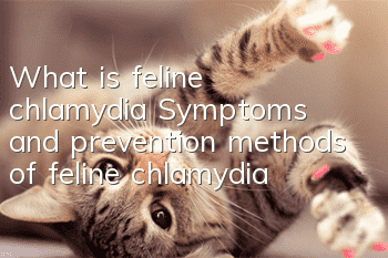 What is feline chlamydia? Symptoms and prevention methods of feline chlamydia