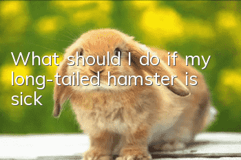 What should I do if my long-tailed hamster is sick?