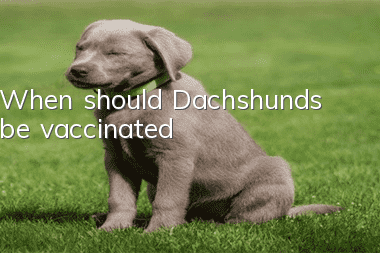 When should Dachshunds be vaccinated?