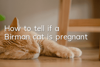 How to tell if a Birman cat is pregnant