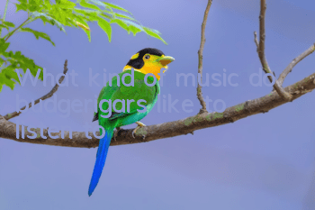 What kind of music do budgerigars like to listen to?