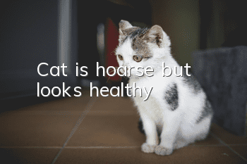 Cat is hoarse but looks healthy