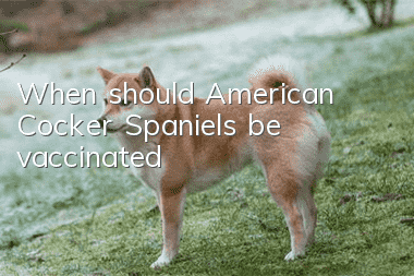 When should American Cocker Spaniels be vaccinated?