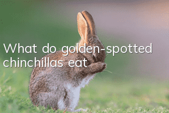 What do golden-spotted chinchillas eat?