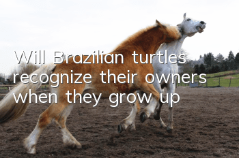 Will Brazilian turtles recognize their owners when they grow up?